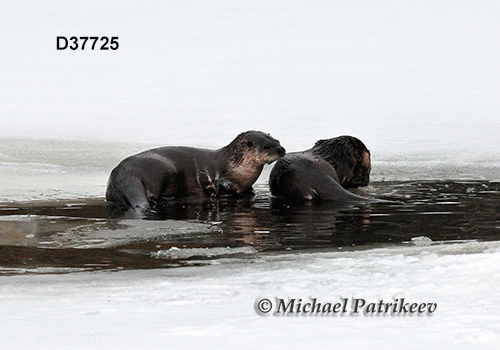 North American River Otter (Lontra canadensis)